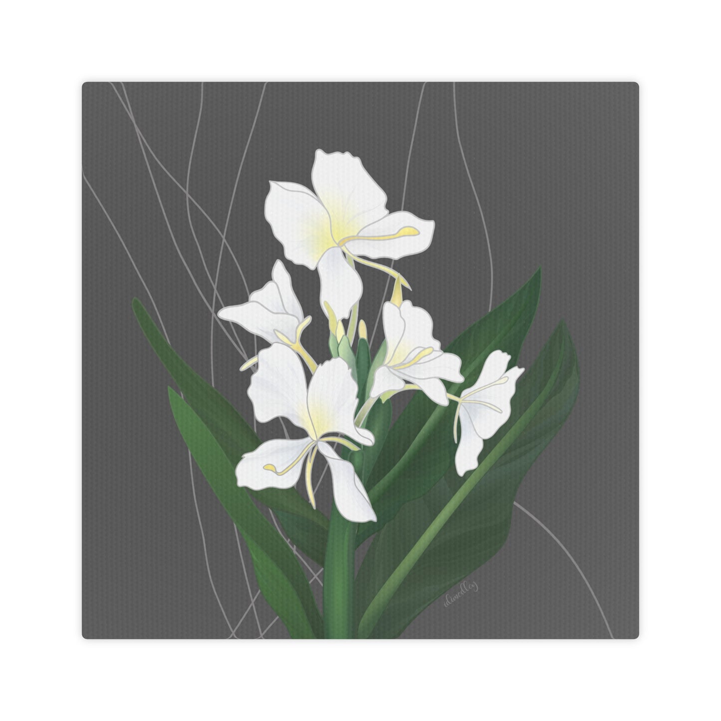 Canvas Photo Tile- Awapuhi Butterfly Ginger