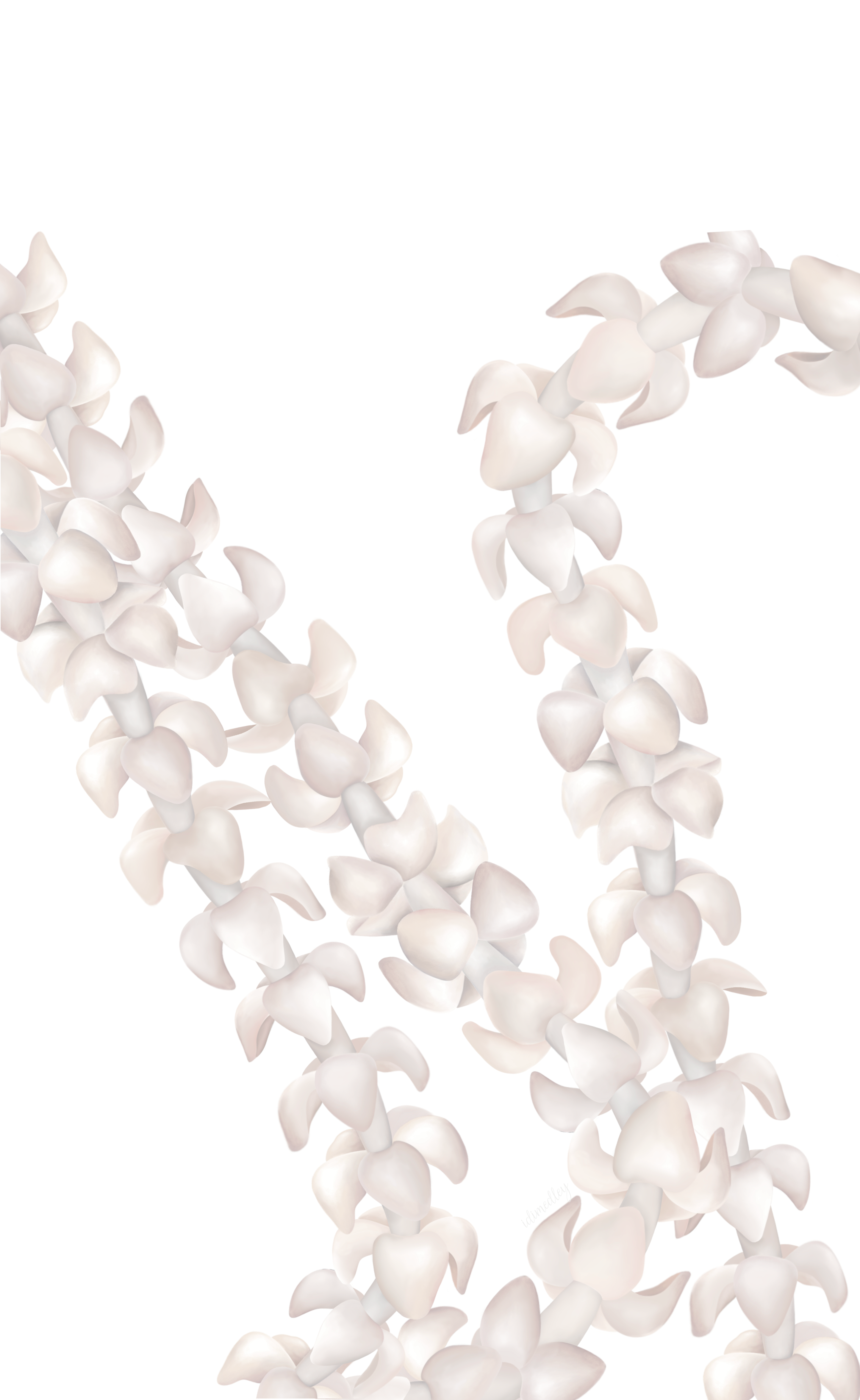 Blush pink white puakenikeni flower lei strands.