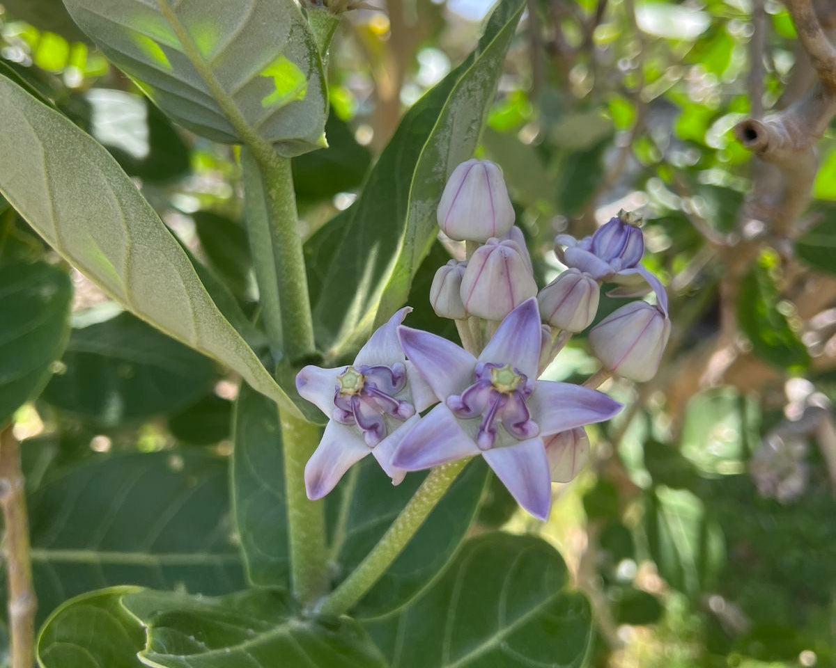Cluster of lavendar crown flower blooms and buds on a sunny day